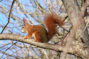 Eichhörnchen